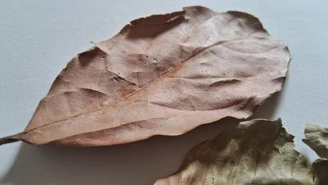 Dried brown tree leaf on white background. Macro shot of fallen autumn foliage Stock Photos