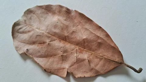 Dried brown tree leaf on white background. Fallen autumn foliage isolated on Stock Photos