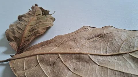 Dried brown tree leaves on white background. Macro shot of autumn foliage Stock Photos
