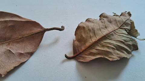 Dried brown tree leaves on white background. Fallen autumn foliage for seasonal Stock Photos