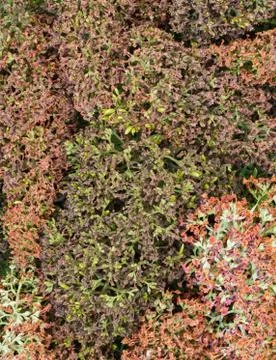 Dried buddleja Stock Photos