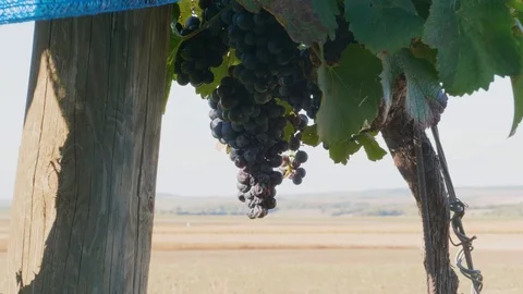 Dried bunch of dark grapes covered by bird protection net Stock Footage 120680703