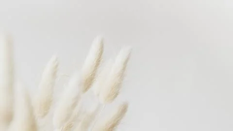 Dried Bunny Tail grass on a light background Stock Photos