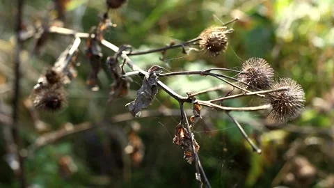 Dried burdock, cobweb on the burdock. summer burdock Stock Footage 219360146