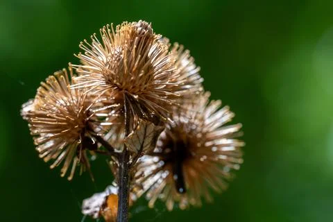Dried burdock seed heads. Stock Photos