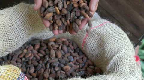 Dried cacao beans fall from a man's hands into a bag Stock Footage 65138476