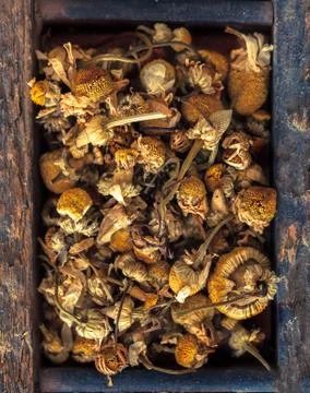 Dried camomile Stock Photos