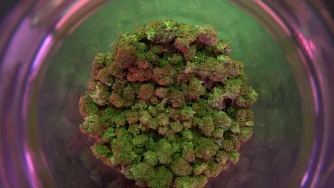 Dried Cannabis Buds Curing in Jar, Chronic Lights Strain Stock Footage 90041765
