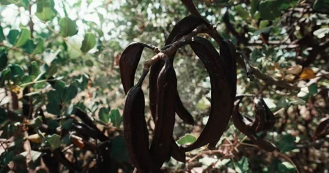 Dried carob pods hanging from a tree branch in natural sunlight, showcasing.. Stock Footage 340995489
