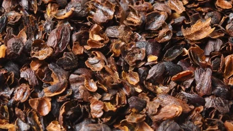 Dried cascara coffee cherry husks rotate as more pieces fall from above in Stock Footage 346200905