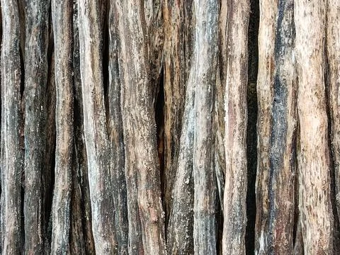 Dried cassava stems with peeled outer layers, forming a natural wood-like textur 库存照片