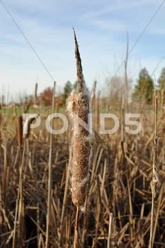 Dried cattail in winter Stock Photos