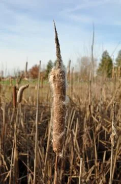 Dried cattail in winter Foto stock