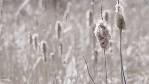 Dried cattails and plants in winter field Stock Footage 307804936