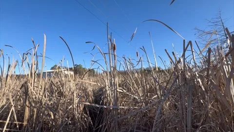Dried Cattails Blowing in the Breeze Stock Footage 261464132