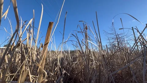 Dried Cattails Blowing in the Breeze Stock Footage 261464139