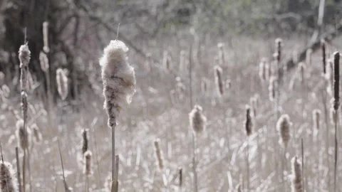 Dried cattails in field Stock Footage 307804784