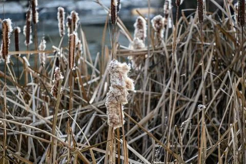 Dried Cattails in Winter Marsh Stock Photos