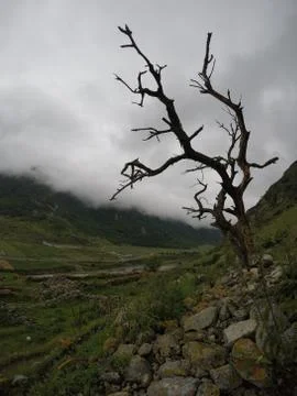 The dried up Caucasian tree Stock Photos