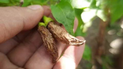 Dried cayenne pepper on a tree shown in a close-up shot Stock Footage 294377796