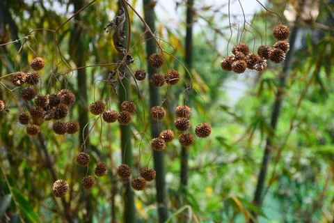 Dried CEPHALANTHUS OCCIDENTALIS, known as buttonbush. Stock-Fotos