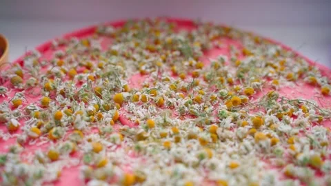 Dried chamomile flowers close-up, smooth camera movement Stock Footage 250152567