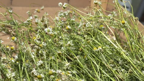 Dried Chamomile Flowers Stock Footage 150799371