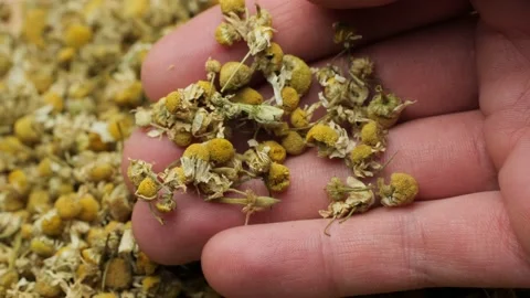 Dried chamomile in hand macro closeup Vídeo Stock 144688431