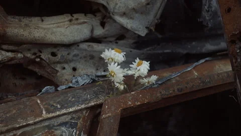 Dried chamomile on the wrecked car in memory of the dead Stock Footage 253224149