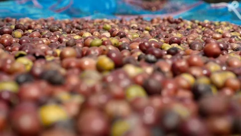 Dried cherry coffee in coffee farm Video stock 95970612