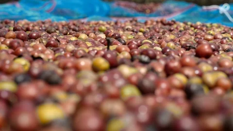 Dried cherry coffee in coffee farm Stock Footage 95970667