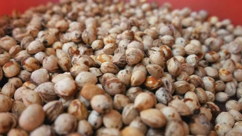 Dried cherry pits. Preparation of seeds for planting Stock Footage 218316946