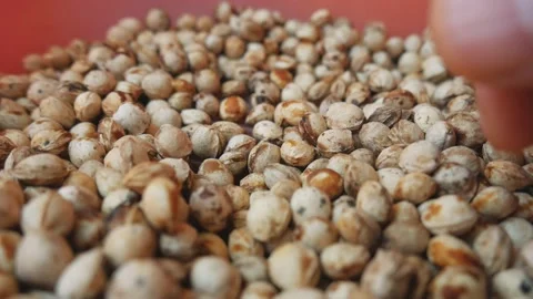 Dried cherry pits. Preparation of seeds for planting Stock Footage 218578967
