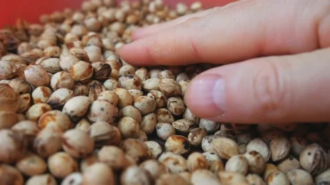Dried cherry pits. Preparation of seeds for planting Video stock 219606708