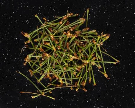 Dried Cherry Stems Stock Photos
