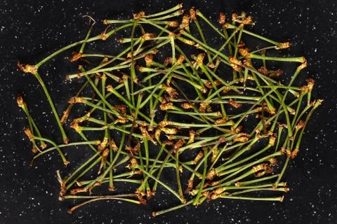 Dried Cherry Stems Stock Photos