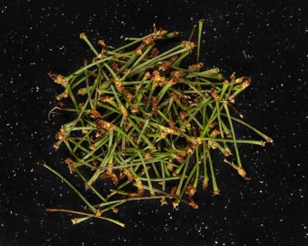 Dried Cherry Stems Foto stock