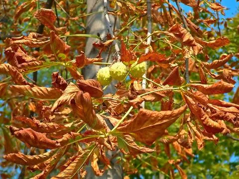 Dried chestnuts Stock Photos