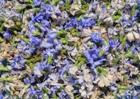 Dried chicory Stock Photos