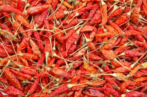 Dried chili Foto stock