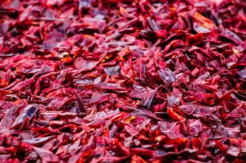 Dried chilli for cooking Stock-Fotos