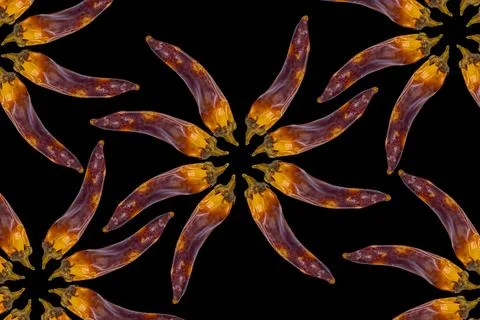 Dried chilli peppers. A pattern in the form of the sun Stock Photos