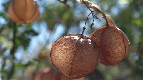 Dried Chinese Lantern Macro Stock Footage 46980645