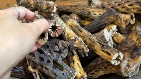 Dried Cholla Cactus at Son Silver West in Sedona Arizona Stock Footage 296350143