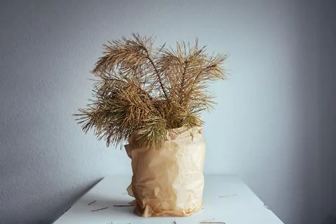 Dried christmas tree Foto stock