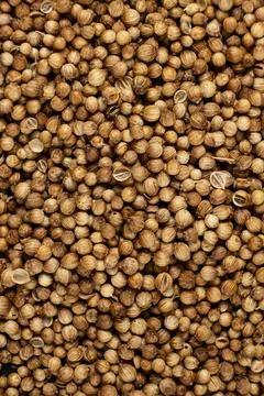 Dried cilantro seeds pattern for herbal season ingredients and store catalog Stock Photos