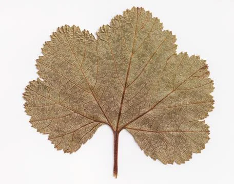 Dried cloudberry leaf isolated on white background. Stock Photos