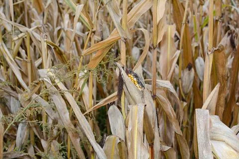 A dried up cob in a field Stock Photos