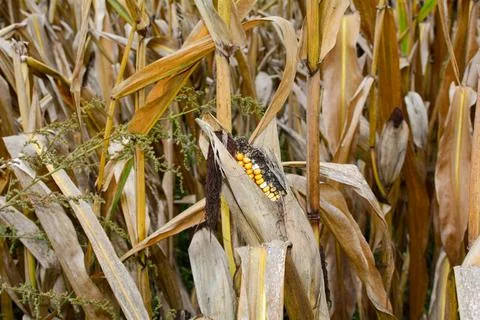 A dried up cob in a field Stock Photos