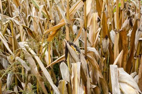 A dried up cob in a field Stock Photos